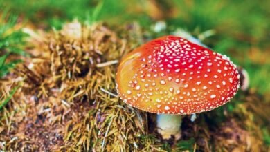 Fliegenpilz auf Reisen