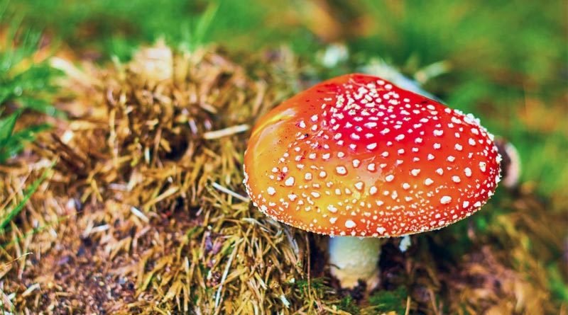 Fliegenpilz auf Reisen
